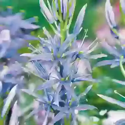 Leichtlinii Blue Heaven
